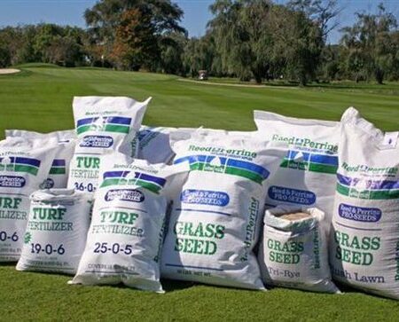 Grass Seed